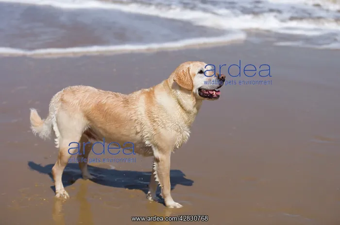  : Golden Retriever - on beach
