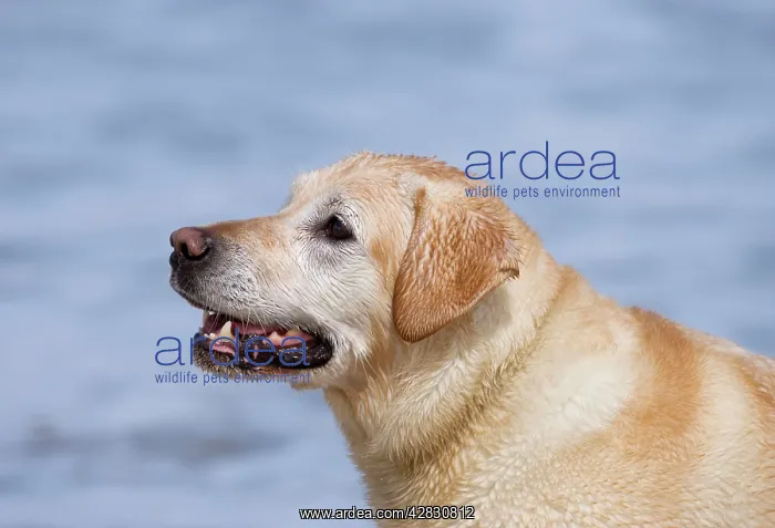 : Golden Retriever - on beach : Golden Retriever - on beach