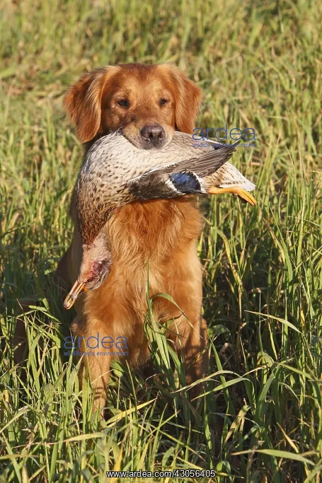 : Golden Retriever binging back a Mallard GB : Golden Retriever binging back a Mallard GB