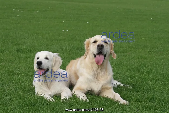 : Two Golden Retriever bitches next to each other : Two Golden Retriever bitches next to each other