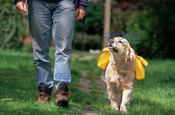 : Golden Retriever - carrying a rucksack, walking with owner : Golden Retriever - carrying a rucksack, walking with owner