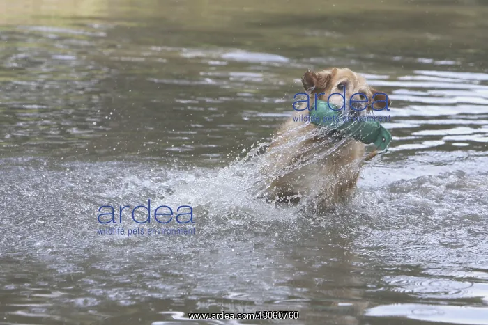 : Golden Retriever catching a false prey in the water France : Golden Retriever catching a false prey in the water France