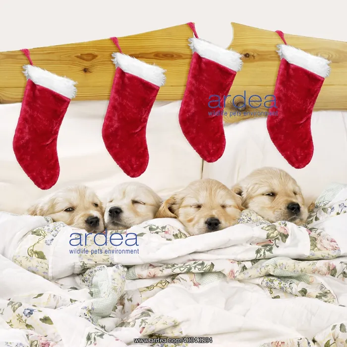 : Golden Retriever Dog - 4 puppies in a bed with Christmas : Golden Retriever Dog - 4 puppies in a bed with Christmas