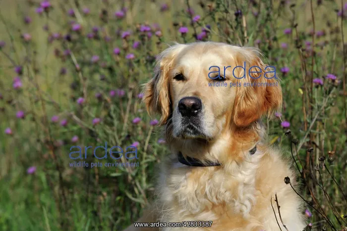 : Golden Retriever Dog : Golden Retriever Dog