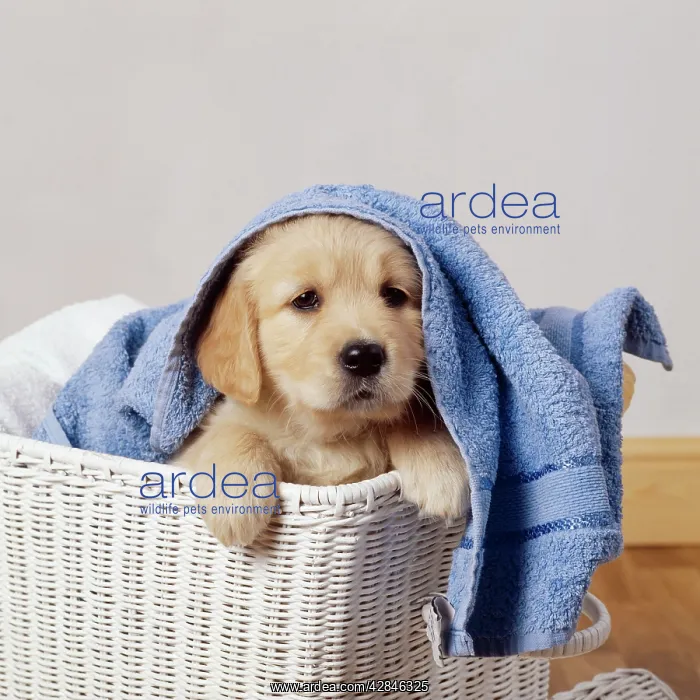 : Golden Retriever Dog : Golden Retriever Dog