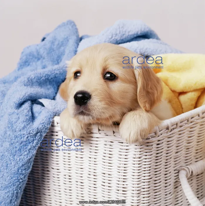  : Golden Retriever Dog