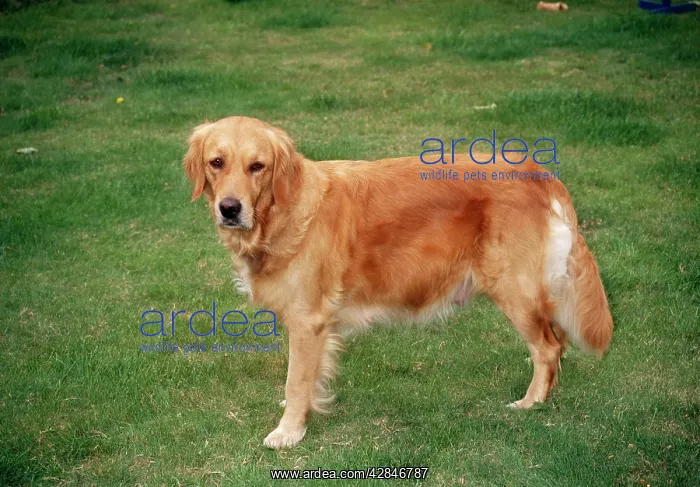  : Golden Retriever Dog