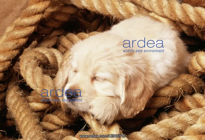 : Golden Retriever Dog : Golden Retriever Dog