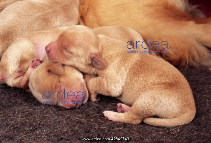 : Golden Retriever Dog : Golden Retriever Dog
