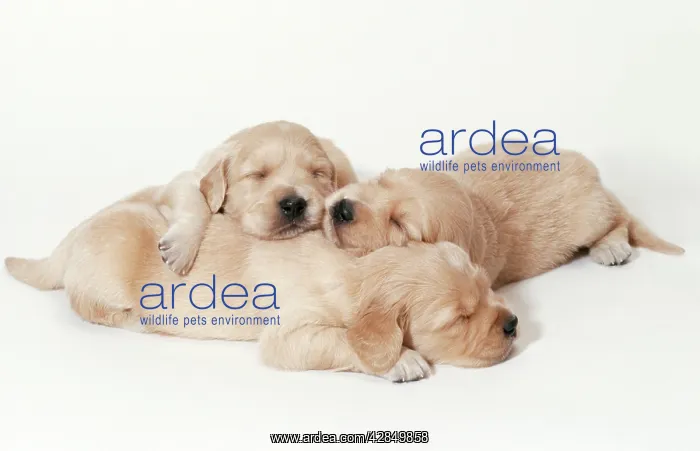 : Golden Retriever Dog : Golden Retriever Dog