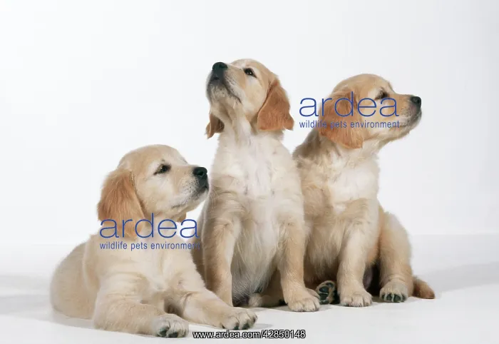 : Golden Retriever Dog : Golden Retriever Dog