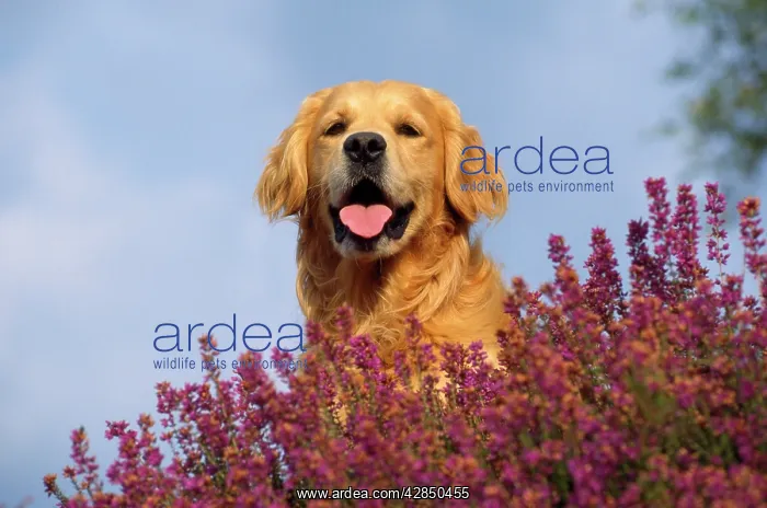: Golden Retriever Dog : Golden Retriever Dog