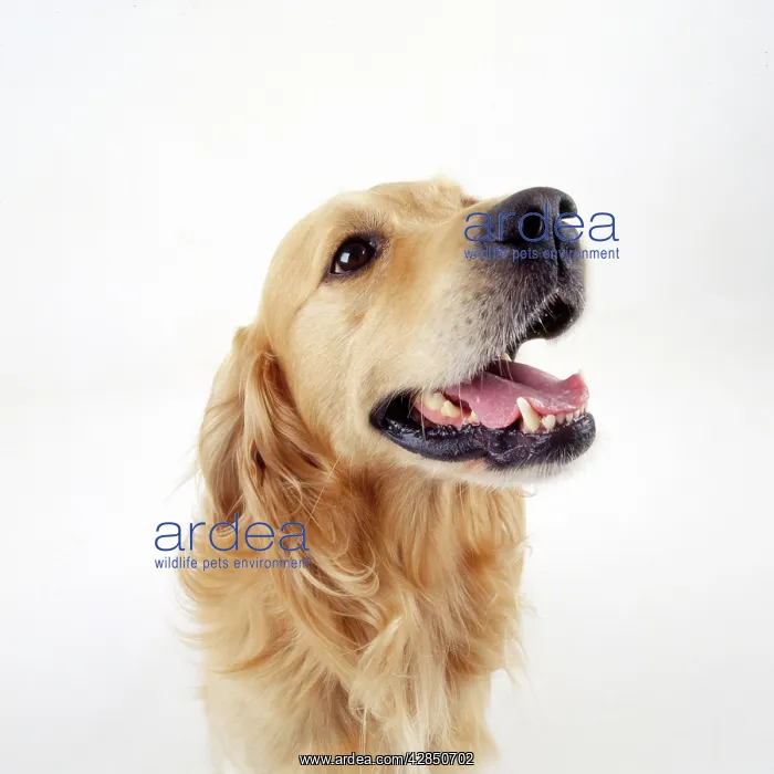 : Golden Retriever Dog : Golden Retriever Dog