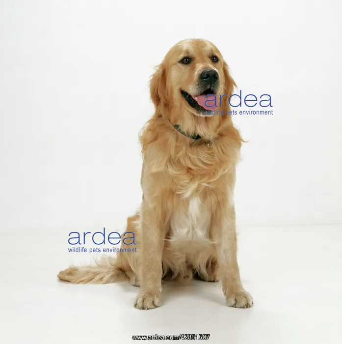  : Golden Retriever Dog