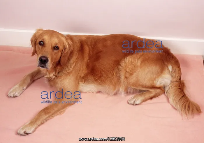  : Golden Retriever Dog