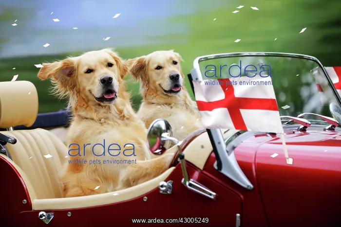 : Golden Retriever Dog : Golden Retriever Dog