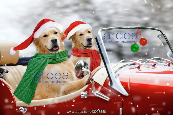 : Golden Retriever Dog : Golden Retriever Dog