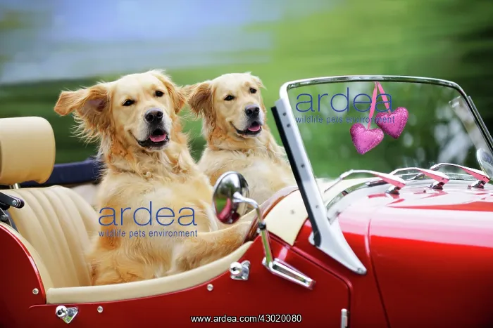 : Golden Retriever Dog : Golden Retriever Dog