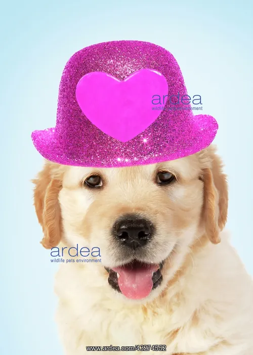 : Golden Retriever Dog, 7 week old puppy wearing pink bowle ha : Golden Retriever Dog, 7 week old puppy wearing pink bowle ha