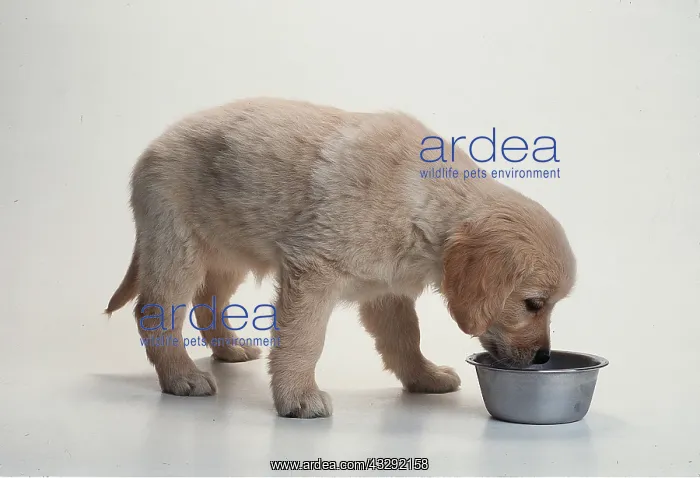 : GOLDEN RETRIEVER DOG - 8 week old Puppy eats from bowl : GOLDEN RETRIEVER DOG - 8 week old Puppy eats from bowl