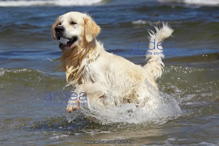 : Golden Retriever dog (Canis lupus familiaris), male : Golden Retriever dog (Canis lupus familiaris), male