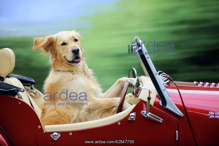 : Golden Retriever Dog - in car : Golden Retriever Dog - in car