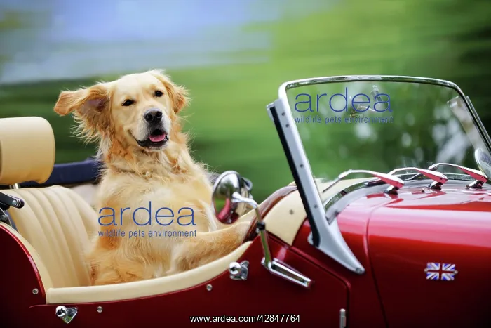 : Golden Retriever Dog - in car : Golden Retriever Dog - in car