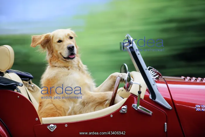: Golden Retriever Dog - in car : Golden Retriever Dog - in car