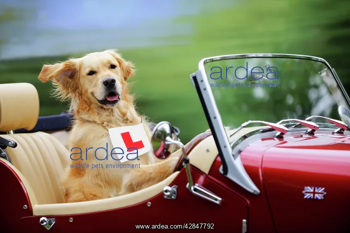  : Golden Retriever Dog - in car with L plate