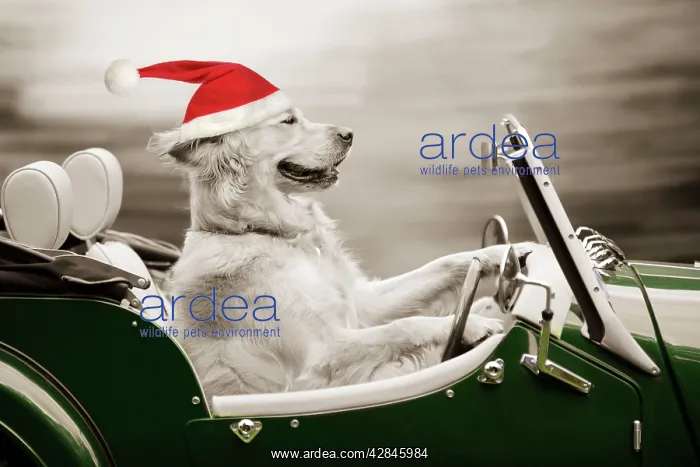 : Golden Retriever Dog - in car wearing Christmas hat : Golden Retriever Dog - in car wearing Christmas hat