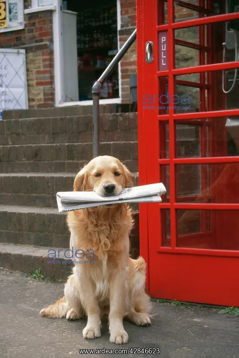: Golden Retriever DOG - carrying : Golden Retriever DOG - carrying