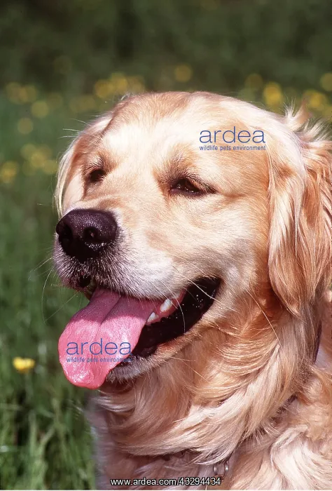 : Golden Retriever DOG - close-up of head, panting : Golden Retriever DOG - close-up of head, panting
