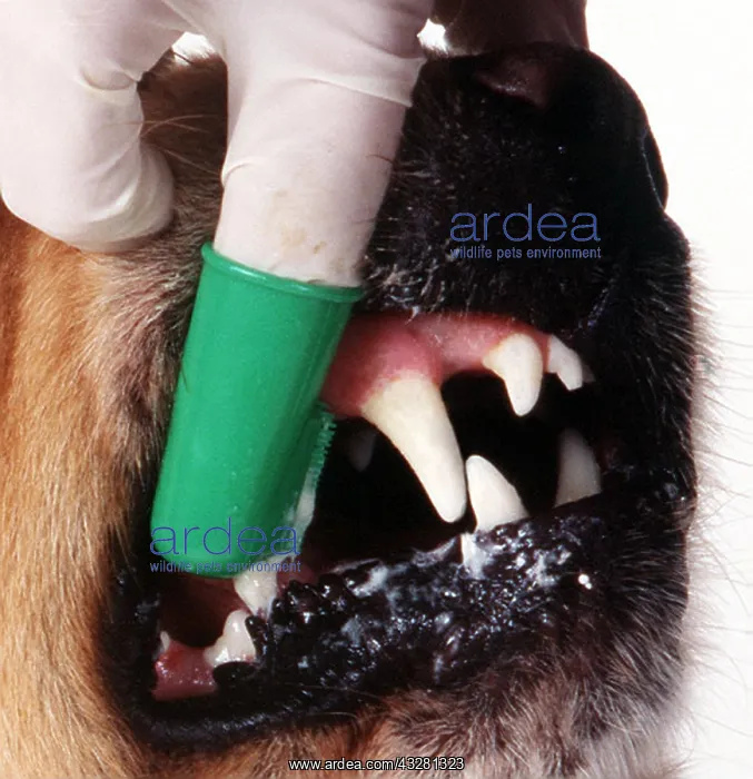 : Golden retriever DOG - close-up of teeth being cleaned : Golden retriever DOG - close-up of teeth being cleaned