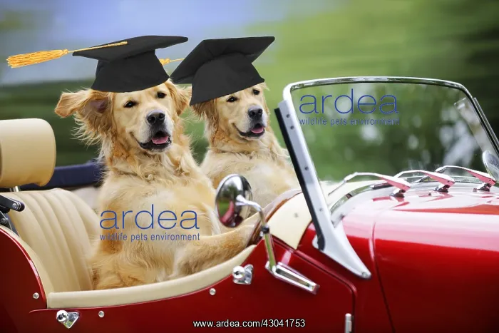 : Golden Retriever Dog, couple in car wearing Graduation : Golden Retriever Dog, couple in car wearing Graduation