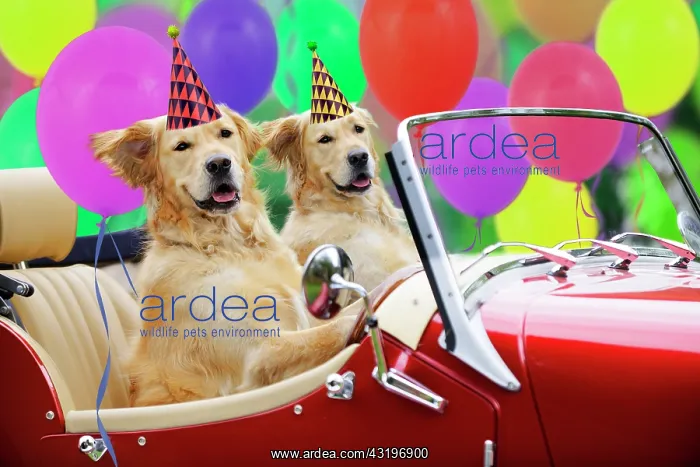 : Golden Retriever Dog, couple in car wearing party hats with : Golden Retriever Dog, couple in car wearing party hats with