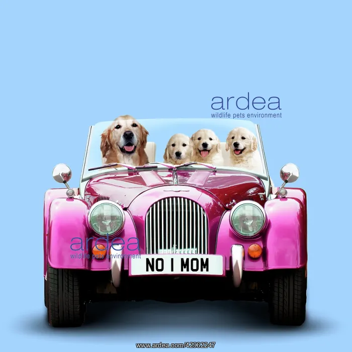 : Golden Retriever Dog driving car with puppies : Golden Retriever Dog driving car with puppies