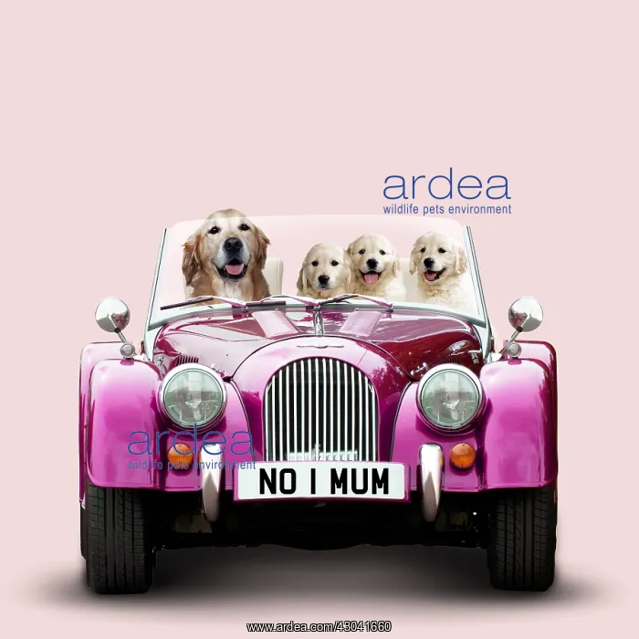 : Golden Retriever Dog driving car with puppies : Golden Retriever Dog driving car with puppies