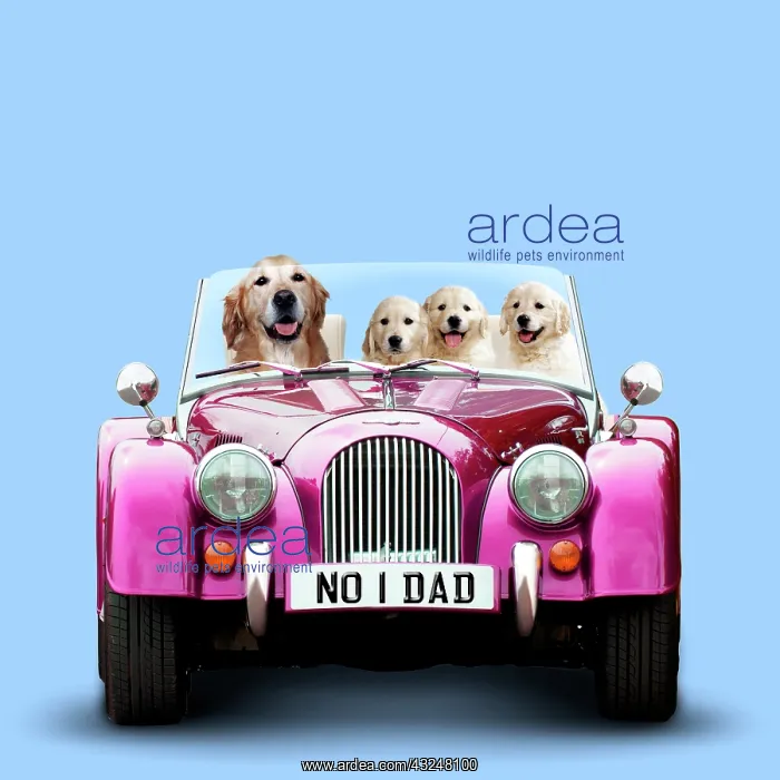 : Golden Retriever Dog driving car with puppies : Golden Retriever Dog driving car with puppies