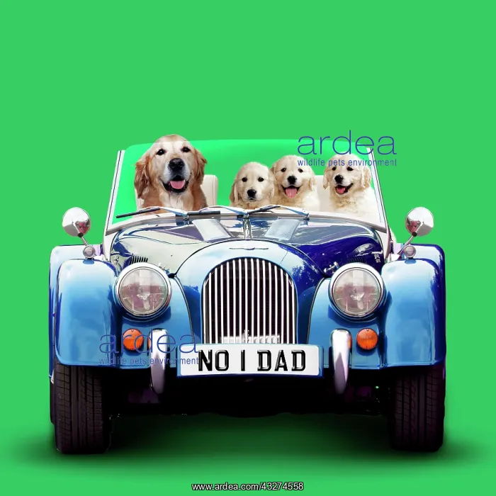: Golden Retriever Dog driving car with puppies for Fathers Da : Golden Retriever Dog driving car with puppies for Fathers Da