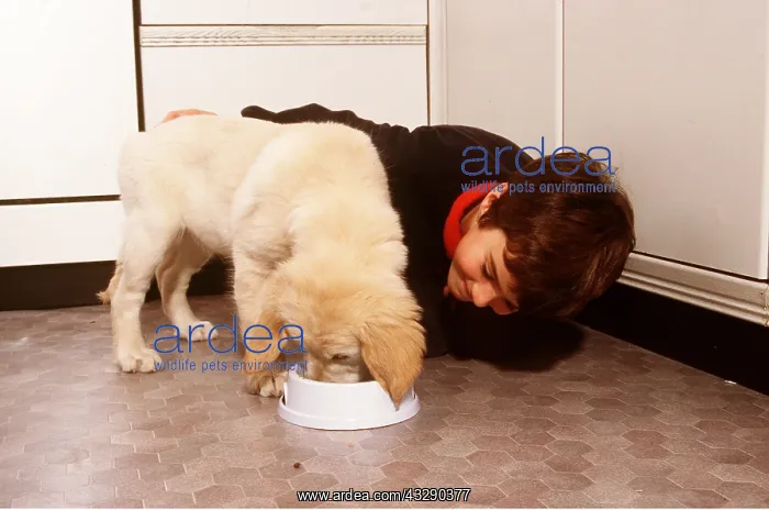 : Golden Retriever DOG - being fed : Golden Retriever DOG - being fed