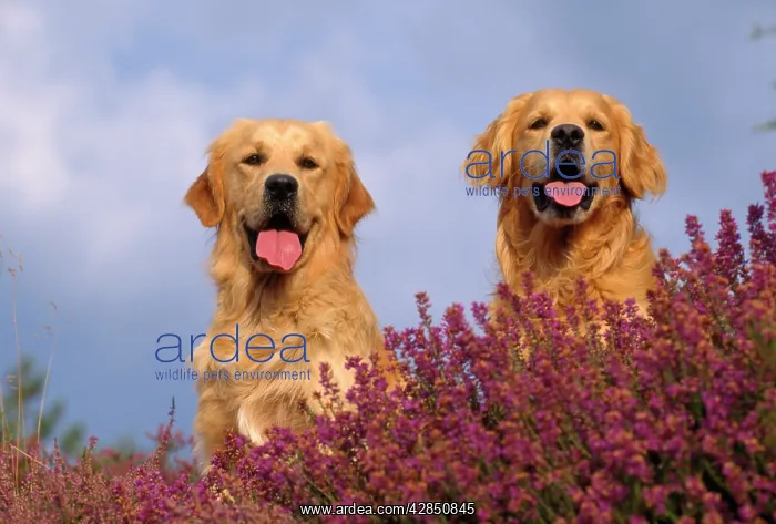  : Golden Retriever Dog - in heather
