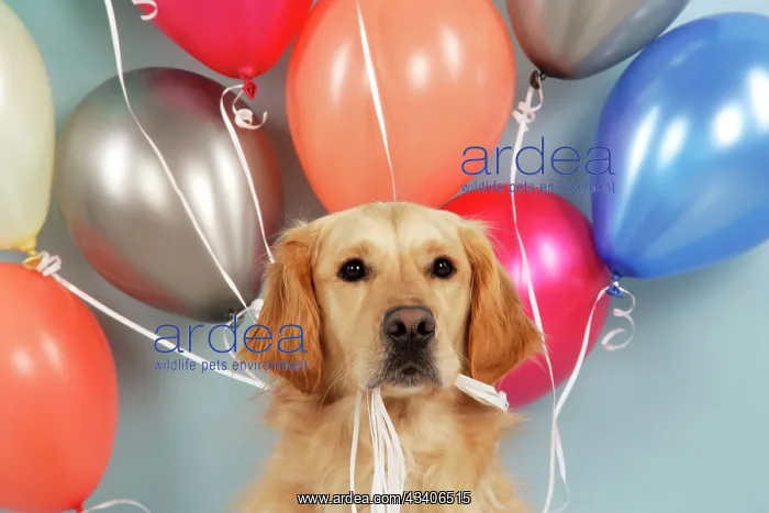 : Golden Retriever Dog - holding balloons : Golden Retriever Dog - holding balloons
