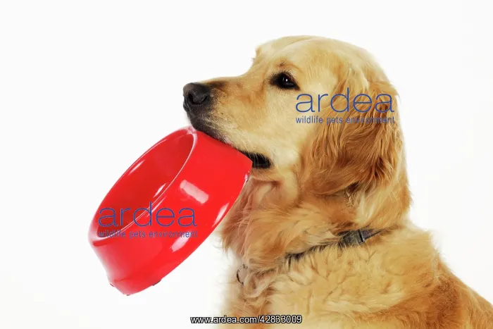  : Golden Retriever Dog - holding a bowl