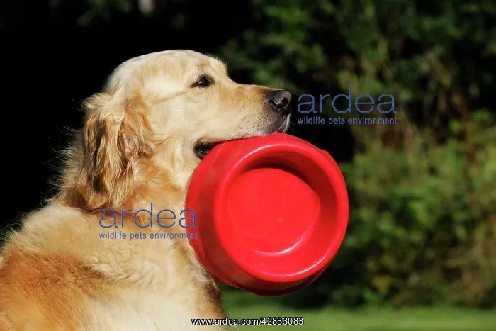 : Golden Retriever Dog - holding bowl outside : Golden Retriever Dog - holding bowl outside