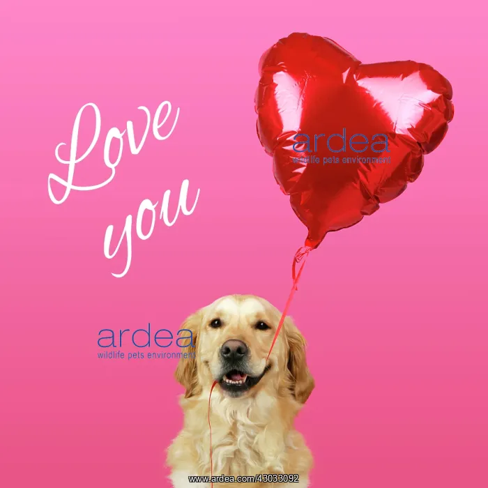 : Golden Retriever Dog - holding heart shaped balloon : Golden Retriever Dog - holding heart shaped balloon