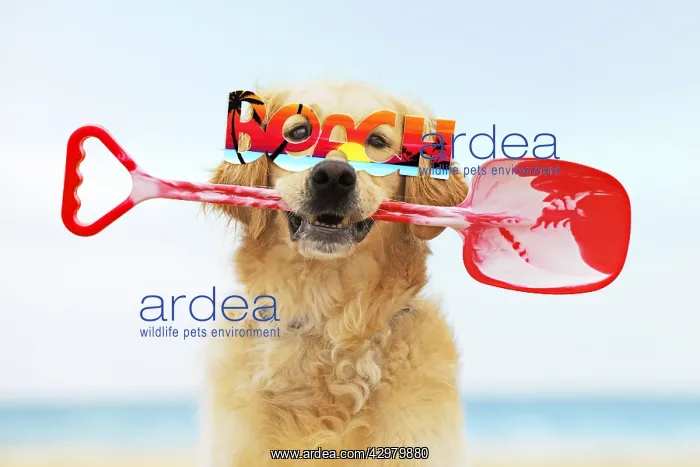 : Golden Retriever Dog, holding spade, wearing : Golden Retriever Dog, holding spade, wearing