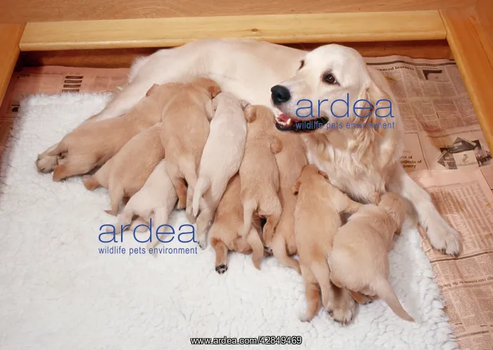  : Golden Retriever Dog - litter suckling