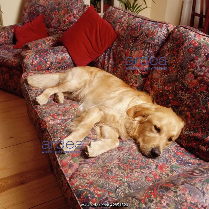 : Golden Retriever Dog - lying on sofa alone in room : Golden Retriever Dog - lying on sofa alone in room