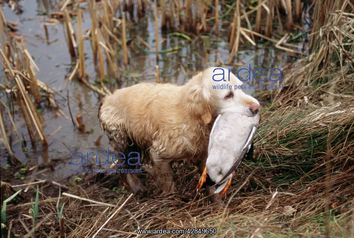  : Golden Retriever Dog - with Mallard Duck