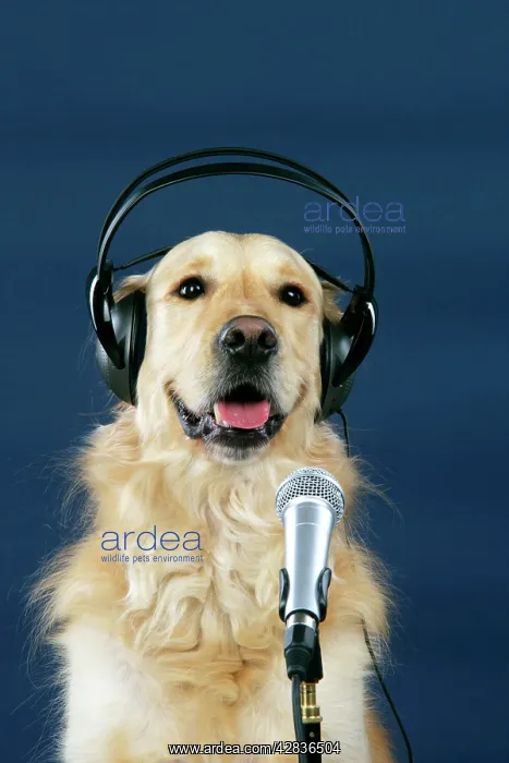 : Golden Retriever Dog - with microphone & head phones : Golden Retriever Dog - with microphone & head phones